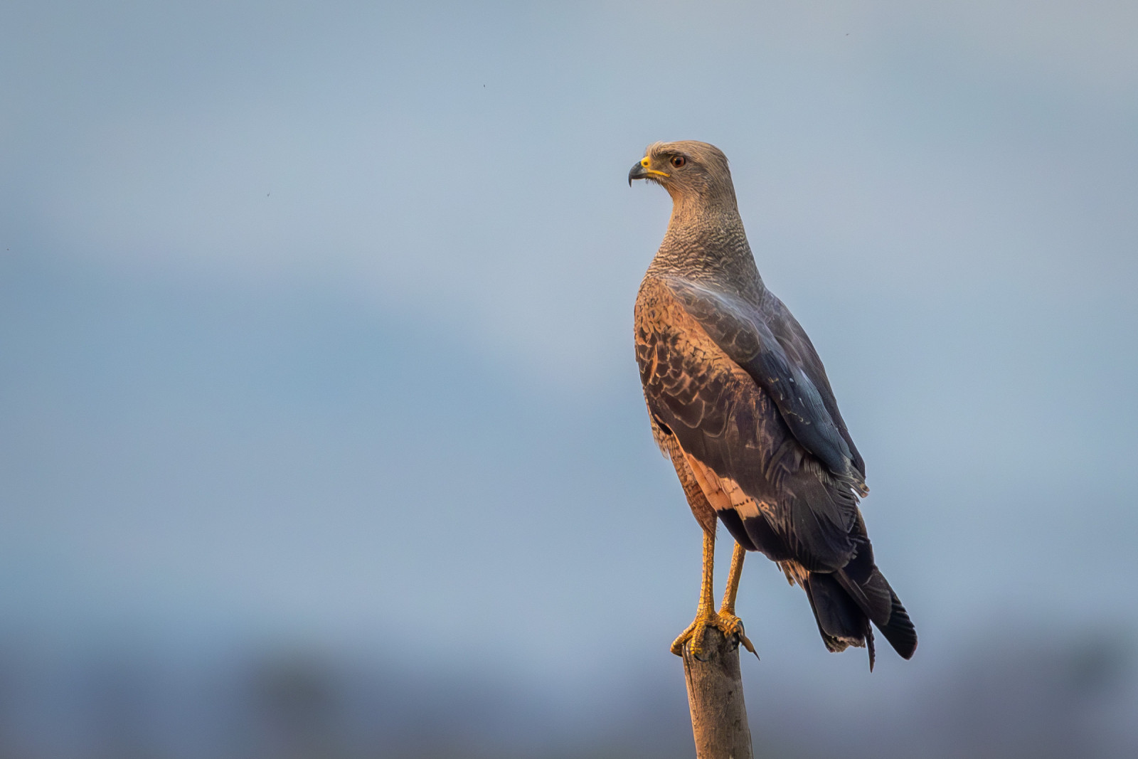 image Savanna Hawk